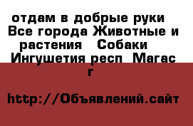 отдам в добрые руки - Все города Животные и растения » Собаки   . Ингушетия респ.,Магас г.